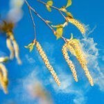 Pollenallergie Symptome: Fliegenden Birkenpollen vor blauem Himmel.