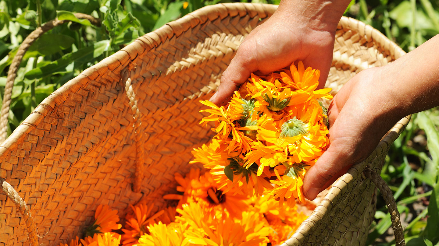 Heilwirkung der Ringelblume